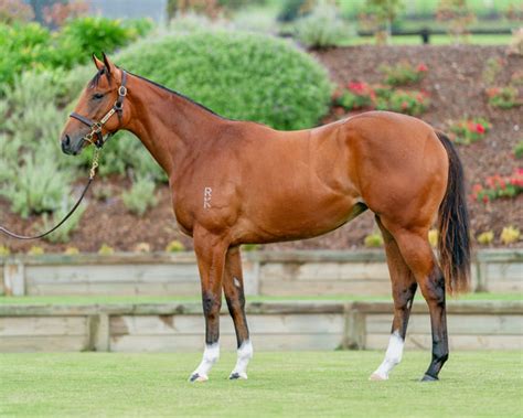 rosehill race results|Iba pa.